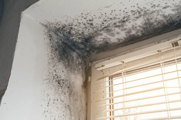 Affordable Hvac And Air Duct Mold Remediation solutions in Lexington, IL